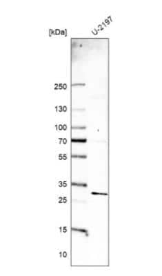 Western Blot: MED19 Antibody [NBP1-81320]