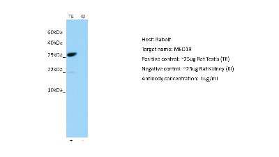 Western Blot: MED19 Antibody [NBP2-87792]