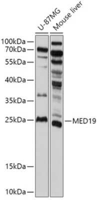 Western Blot: MED19 AntibodyAzide and BSA Free [NBP3-05123]