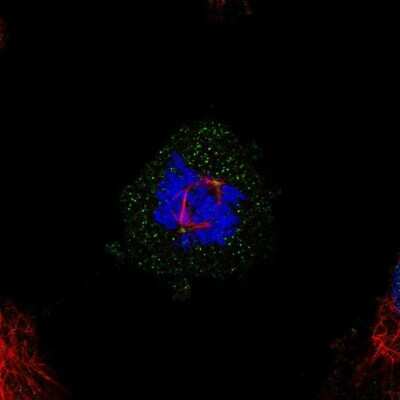 Immunocytochemistry/ Immunofluorescence: MED20 Antibody [NBP1-84140]