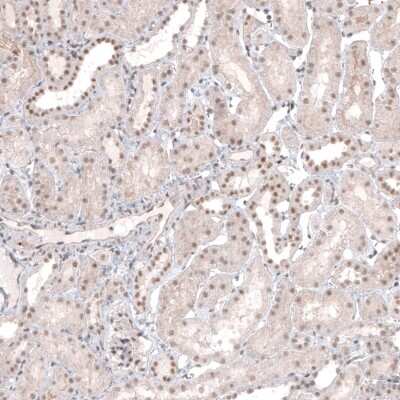 Immunohistochemistry-Paraffin: MED20 Antibody [NBP1-84140]