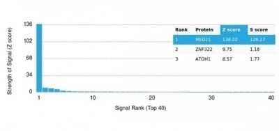 Protein Array: MED21 Antibody (PCRP-MED21-4B5) - Azide and BSA Free [NBP3-14069]