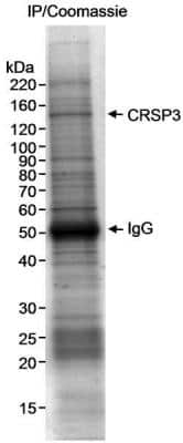 Immunoprecipitation: MED23 Antibody [NB200-337]