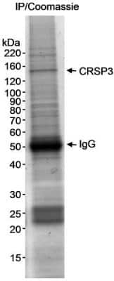 Immunoprecipitation: MED23 Antibody [NB200-338]