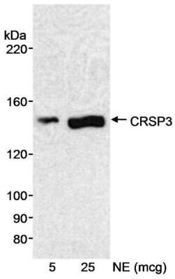 Western Blot: MED23 Antibody [NB200-339]