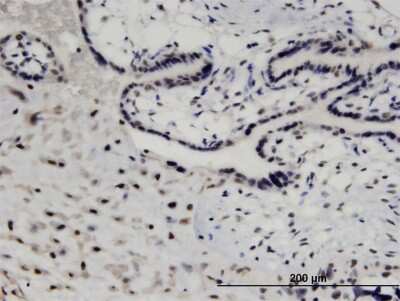Immunohistochemistry-Paraffin: MED26 Antibody (2G10) [H00009441-M06]