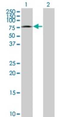 Western Blot: MED26 Antibody (2G10) [H00009441-M06]