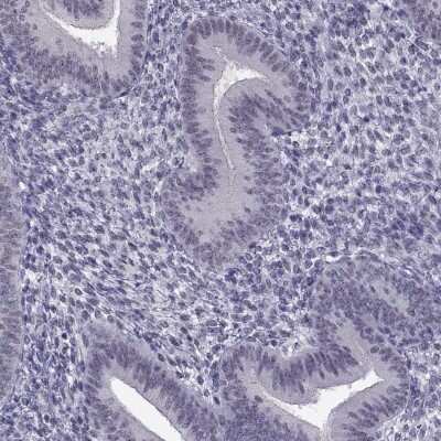 Immunohistochemistry-Paraffin: MED26 Antibody [NBP2-62629]