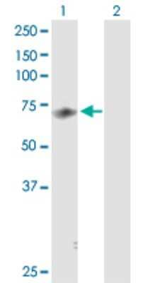 Western Blot: MED26 Antibody [H00009441-D01P]