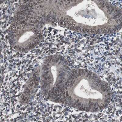 Immunohistochemistry-Paraffin: MED27 Antibody [NBP1-84377]