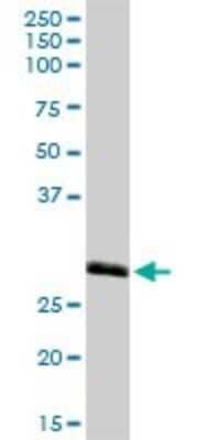 Western Blot: MED27 Antibody [H00009442-D01P]