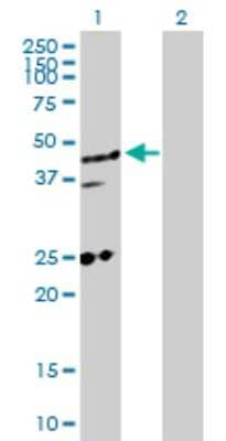Western Blot: MED27 Antibody [H00009442-D01P]