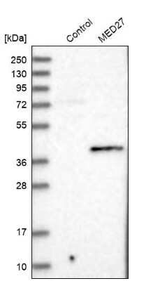 Western Blot: MED27 Antibody [NBP1-84377]