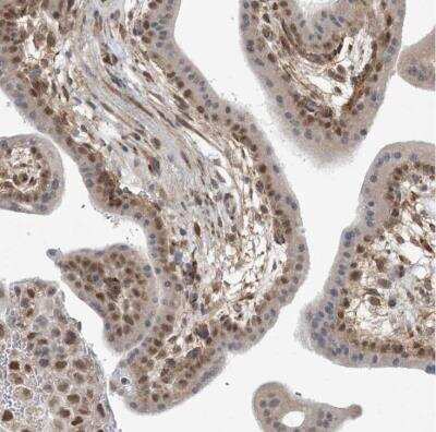 Immunohistochemistry-Paraffin: MED28 Antibody [NBP1-85104]