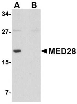 Western Blot: MED28 AntibodyBSA Free [NBP1-76931]