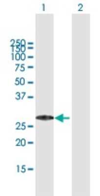 Western Blot: MED29 Antibody [H00055588-B01P]