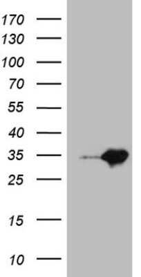 Western Blot: MED30 Antibody (OTI3B3)Azide and BSA Free [NBP2-72619]