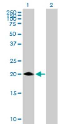 Western Blot: MED30 Antibody [H00090390-B01P]