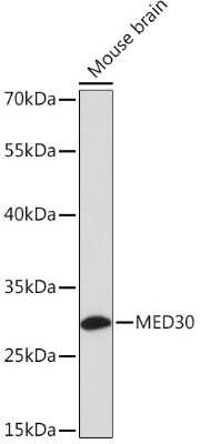 Western Blot: MED30 AntibodyAzide and BSA Free [NBP3-04476]