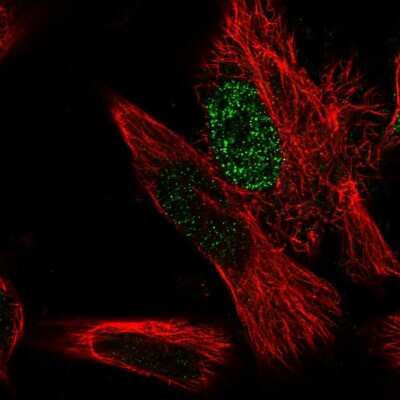 Immunocytochemistry/ Immunofluorescence: MED31 Antibody [NBP1-84519]