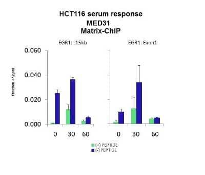 Western Blot: MED31 Antibody [NBP1-56861]