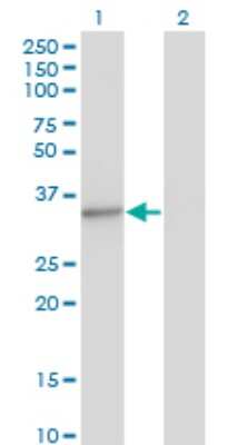 Western Blot: MED4 Antibody (2B10) [H00029079-M01]