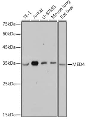 Western Blot: MED4 Antibody (8T5C9) [NBP3-15287]