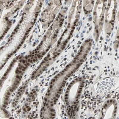 Immunohistochemistry-Paraffin: MED4 Antibody [NBP1-84977]