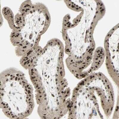 Immunohistochemistry-Paraffin: MED4 Antibody [NBP1-84977]