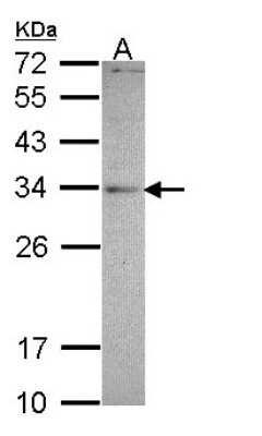 Western Blot: MED4 Antibody [NBP1-33671]