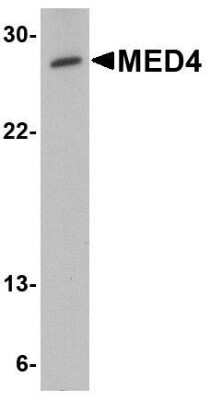 Western Blot: MED4 AntibodyBSA Free [NBP1-76930]