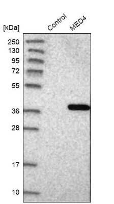 Western Blot: MED4 Antibody [NBP1-84977]