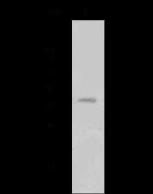 Western Blot: MED4 Antibody [NBP2-99047]