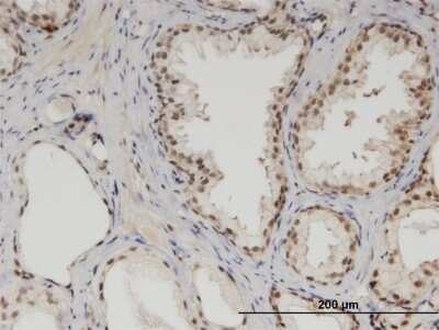 Immunohistochemistry-Paraffin: MED6 Antibody (4C2) [H00010001-M07]