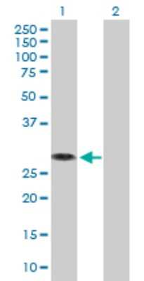 Western Blot: MED6 Antibody [H00010001-B02P]