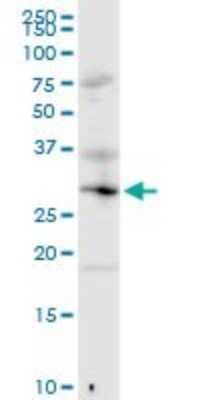 Western Blot: MED6 Antibody [H00010001-D01P]