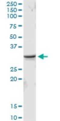 Western Blot: MED6 Antibody [H00010001-D01P]