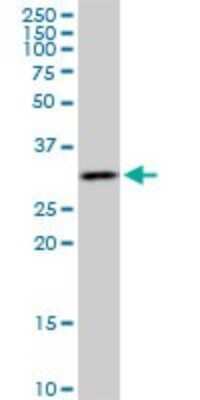 Western Blot: MED7 Antibody (2D7) [H00009443-M02]