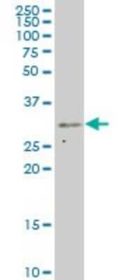 Western Blot: MED7 Antibody (2D7) [H00009443-M02]