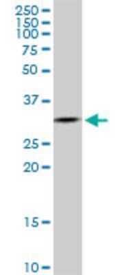 Western Blot: MED7 Antibody (2D7) [H00009443-M02]