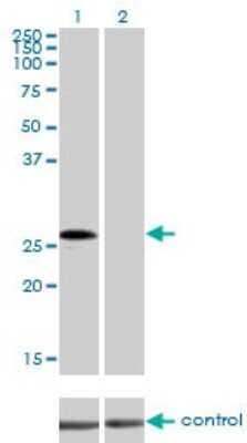 Western Blot: MED7 Antibody (3E7) [H00009443-M01]