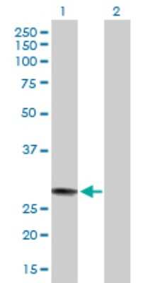 Western Blot: MED7 Antibody [H00009443-B01P]