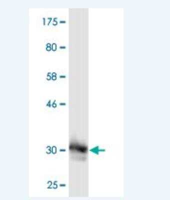 Western Blot: MED8 Antibody (1E5) [H00112950-M08]