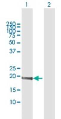 Western Blot: MED9 Antibody [H00055090-B01P]