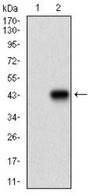 Western Blot: MEF2A Antibody (2F9H2)BSA Free [NBP2-37298]