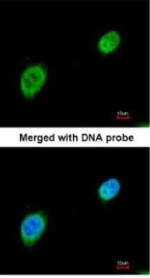 Immunocytochemistry/ Immunofluorescence: MEF2A Antibody [NBP1-32268]