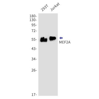 Western Blot: MEF2A Antibody (S06-9A6) [NBP3-19687]