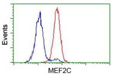 Flow Cytometry: MEF2C Antibody (OTI1H5) [NBP2-00493]