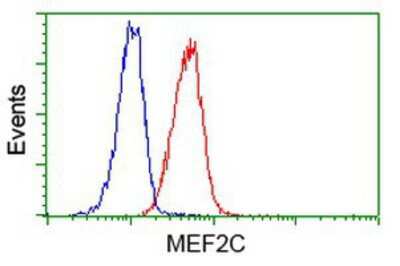 Flow Cytometry: MEF2C Antibody (OTI1H5) [NBP2-00493]