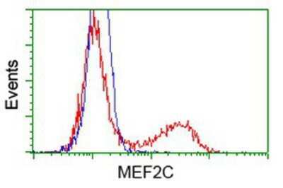 Flow Cytometry: MEF2C Antibody (OTI1H5) [NBP2-00493]